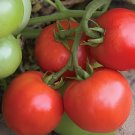 200 Seeds 'Tonglin' Small Round Rose Red Cherry Tomato