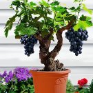 100 seeds Big Miniature Grape Vine Seeds Purple Fruits