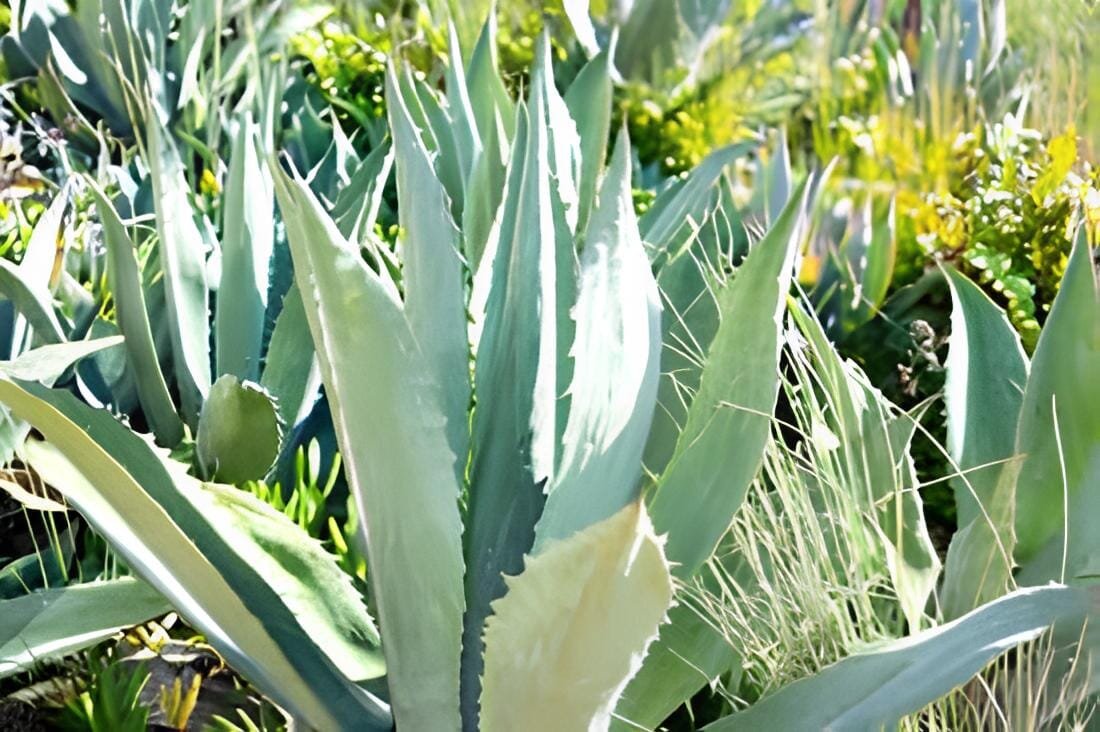 1000 seeds Charming Aloe Mix
