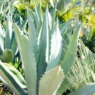 1000 seeds Charming Aloe Mix