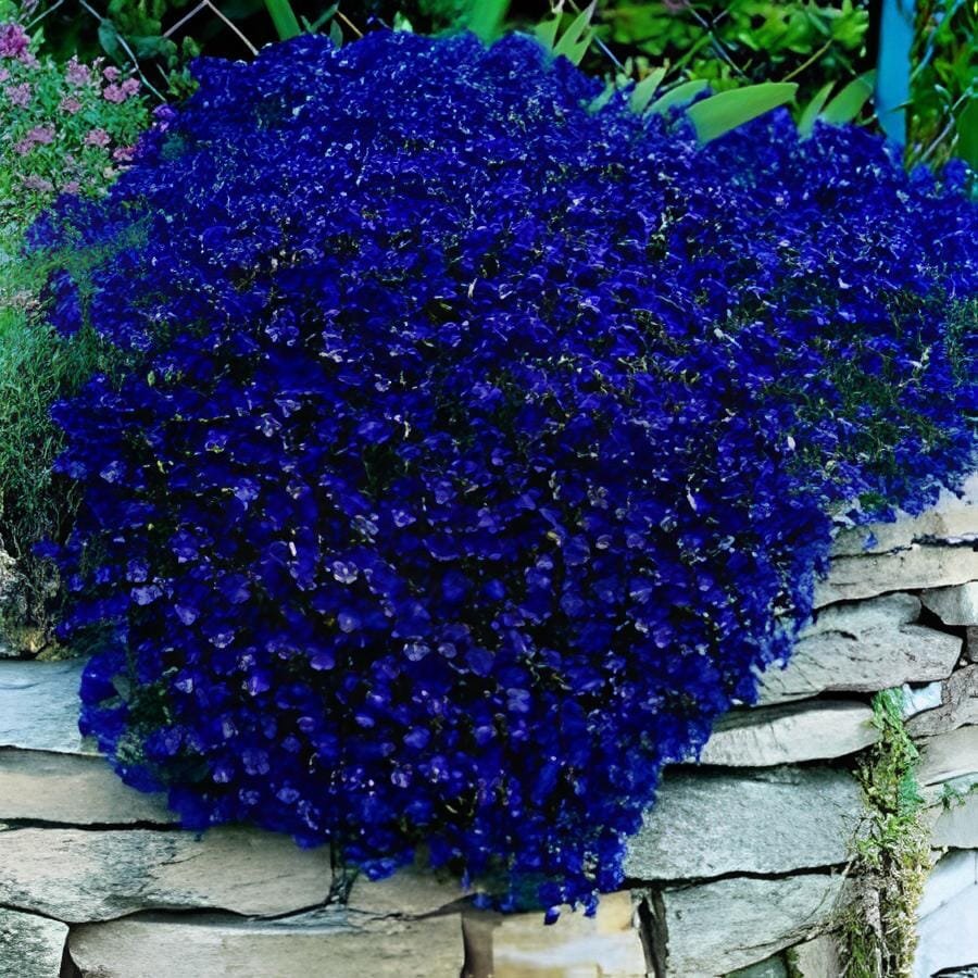 1000 seeds Creeping Thyme Seeds Rock CRESS