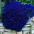 1000 seeds Creeping Thyme Seeds Rock CRESS