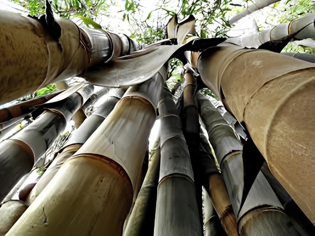 200 seeds Huge Dragon Bamboo Giant Bambu Tree