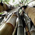 200 seeds Huge Dragon Bamboo Giant Bambu Tree
