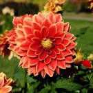 100 seeds Red Dahlias