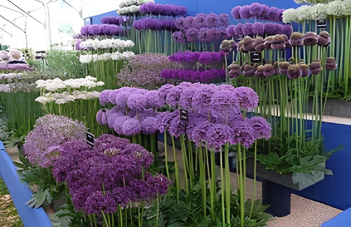 200 seeds Giant Allium Plant