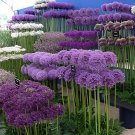 200 seeds Giant Allium Plant