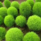 1000 seeds Kochia scoparia Seeds Burning Bush