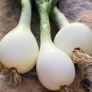 1000 Seeds Rare Heirloom Big Round White Onion Vegetables Organic