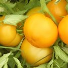 600 Seeds Heirloom Big Yellow Tomato 'Peking 156' Organic