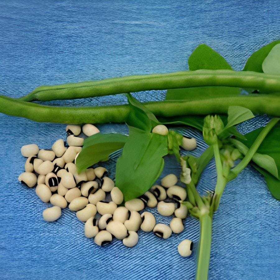 120 Seeds American No-bracket Cowpea