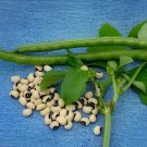 120 Seeds American No-bracket Cowpea