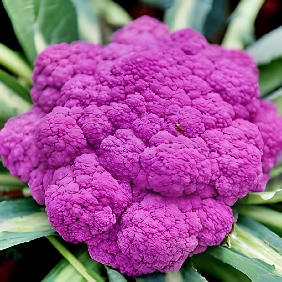 40 Seeds Heirloom Purple Sicily Cauliflower Organic Vegetable