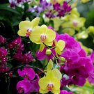 200 Seeds OrchidYellow Flowers with Blackish Red Tongue Flowers