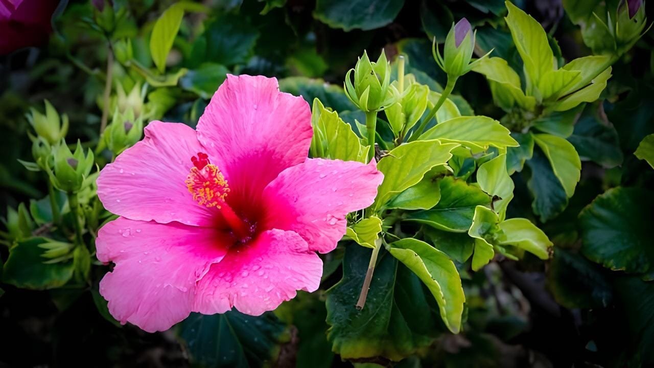 200 Seeds Hibiscus