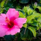 200 Seeds Hibiscus