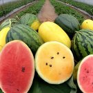 40 seeds Color Skin Red Inside Middle Sweet Juicy Watermelon 'Ling Long Ha'