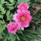 10 Seeds Heirloom 'Fen Pan Tuo Jin' Pink Peony Tree Flower Organic