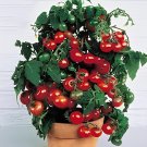 60 Seeds Rare Red Bonsai Dwarf Tomato 'Chong Ming' Organic