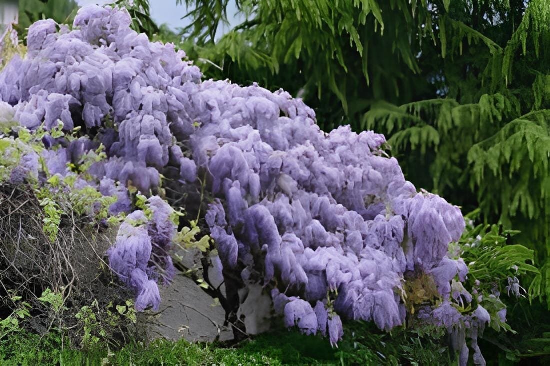 20 Seeds Wisteria