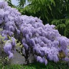 20 Seeds Wisteria