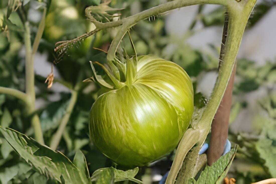 40 Seeds Rare Heirloom Yellow Tomato with Green Stripe Organic