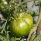 40 Seeds Rare Heirloom Yellow Tomato with Green Stripe Organic