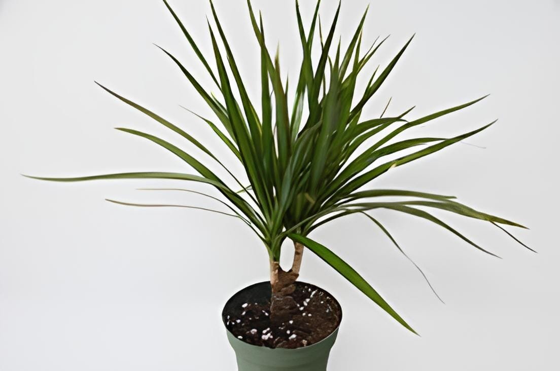 20 Seeds Dracaena