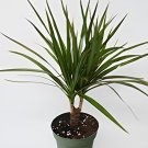 20 Seeds Dracaena