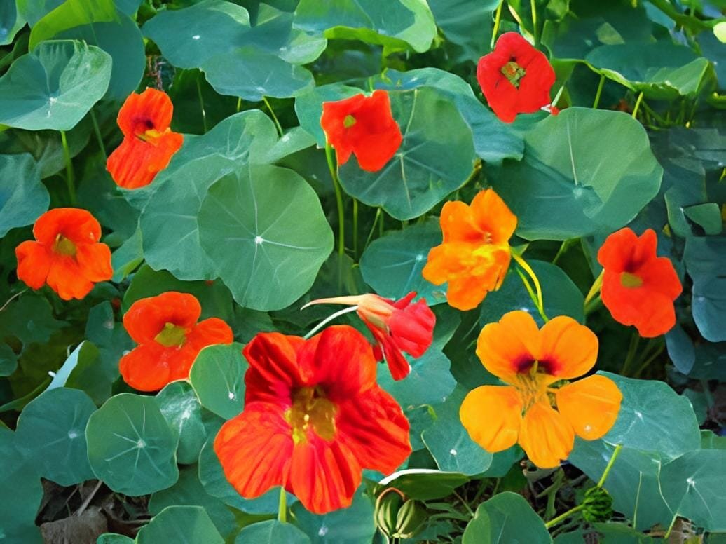 200 Seeds Tropaeolum majus Nasturtium