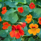 200 Seeds Tropaeolum majus Nasturtium
