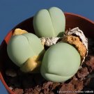 40 Seeds Exterior Loveliness Gibbaeum Heathii Flowering More Than Meat