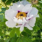 10 Seeds Rare 'Hua Ban' White Peony Flower with Red Spot Shrub