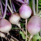 4000 seeds Swedish Turnip Brassica Napobrassica