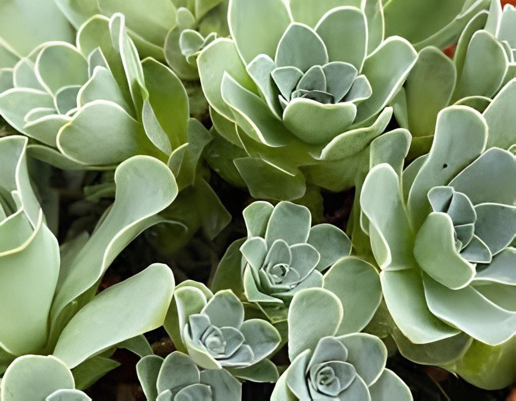 20 Seeds Green Greenovia Aurea