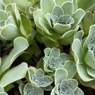 20 Seeds Green Greenovia Aurea
