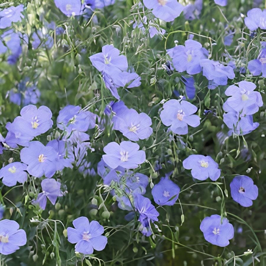 60 Seeds Beautiful Flower Blue Flax