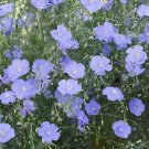 60 Seeds Beautiful Flower Blue Flax