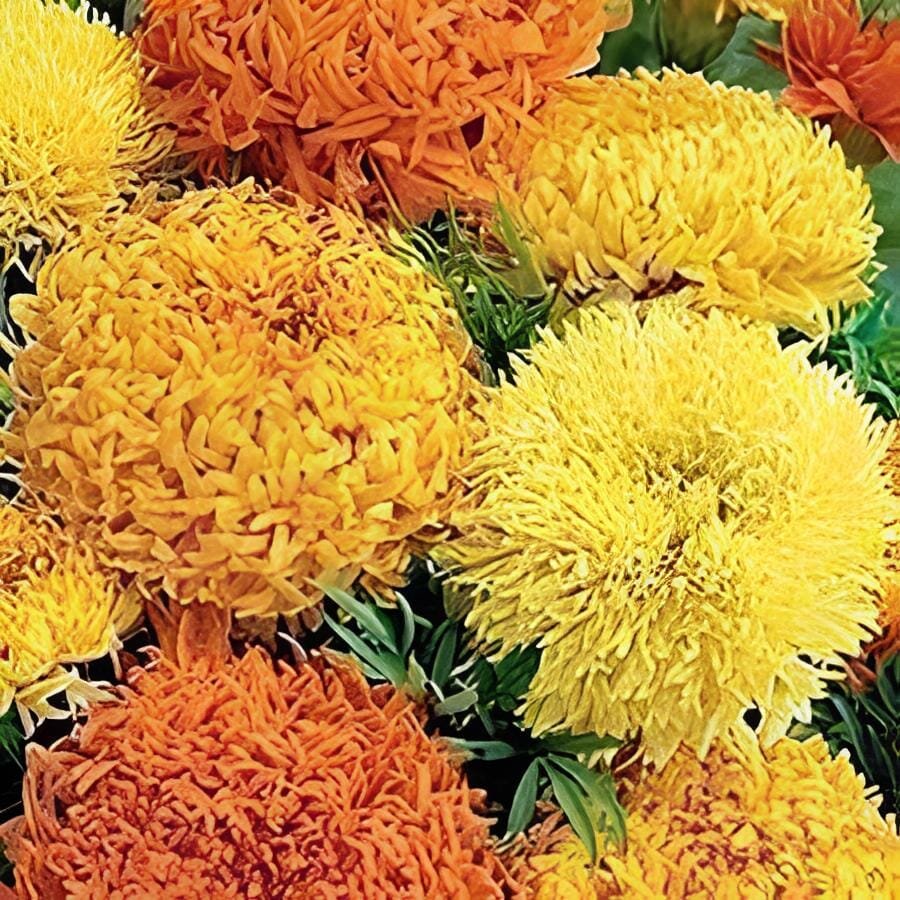 60 Seeds Garland Chrysanthemum