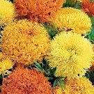 60 Seeds Garland Chrysanthemum