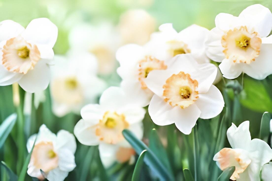 200 Seeds Narcissus Daffodil Flowers