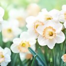 200 Seeds Narcissus Daffodil Flowers