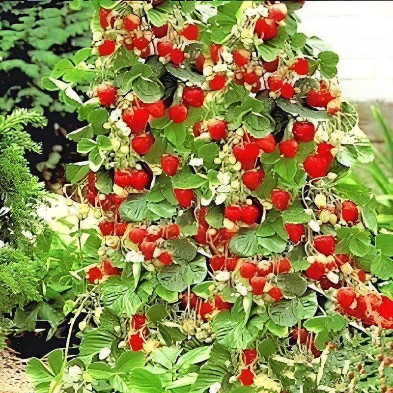 600 Seeds Climbing Red Strawberry
