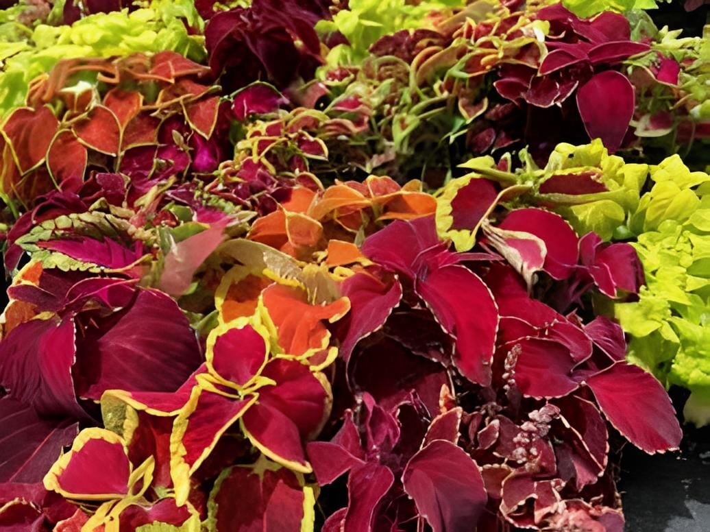 100 Seeds Janpanese Coleus Blumei