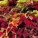 100 Seeds Janpanese Coleus Blumei