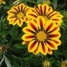 200 Seeds Mixed 6 Colors of Gorgeous Gazania Rigens