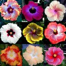 200 Seeds Double Hollyhock Flower Bonsai Mixed Perennial Home