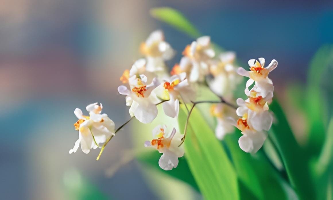 200 Seeds Mini Phalaenopsis Flower
