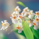 200 Seeds Mini Phalaenopsis Flower