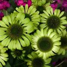 400 Seeds Echinacea Purpure